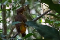 Coq-de-roche orange (femelle) / Patawa (Guyane française), novembre 2014